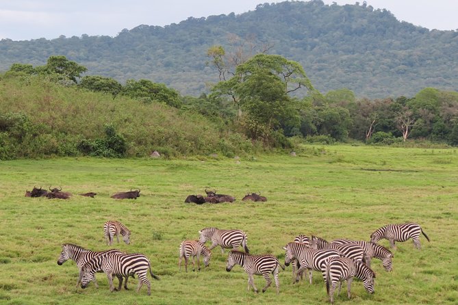 Tanzania - Arusha NP - Private Guided 4x4 Safari - Game Drive & Walking - Forest roads and black-and-white colobus monkeys