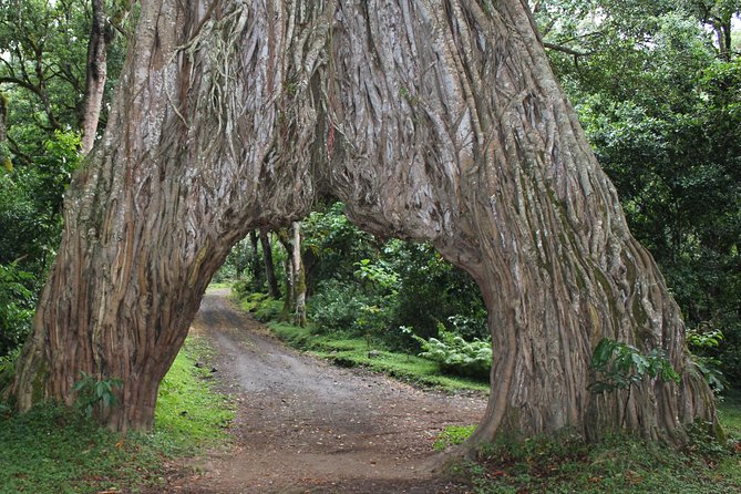 Tanzania - Arusha NP - Private Guided 4x4 Safari - Game Drive & Walking - Momella Lakes and seasonal flamingos