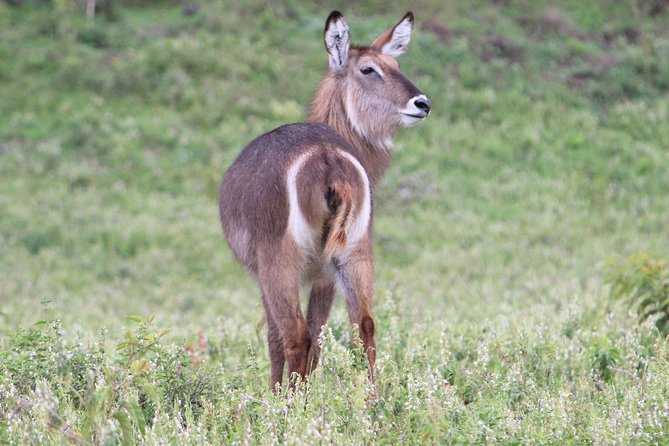 Tanzania - Arusha NP - Private Guided 4x4 Safari - Game Drive & Walking - What the $404.29 price covers