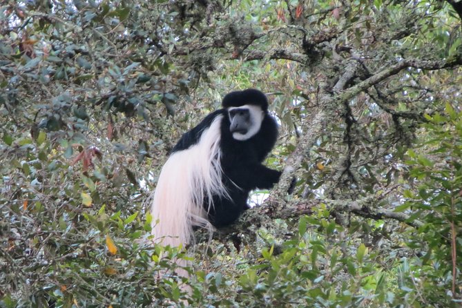 Tanzania - Arusha NP - Private Guided 4x4 Safari - Game Drive & Walking - Who will enjoy this day most