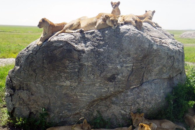Tanzania safari with guide in Italian, the great Migration of the Serengeti - Why this route works for a first Tanzania safari