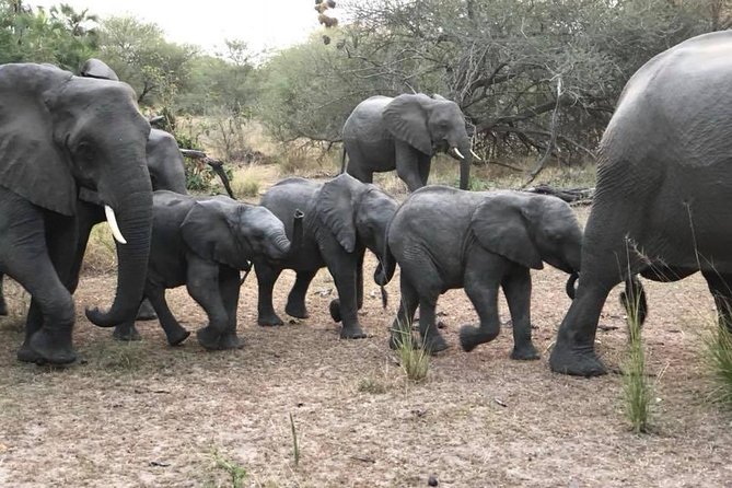 Tanzania safari with guide in Italian, the great Migration of the Serengeti - Days 4 and 5: Serengeti and the search for the migration