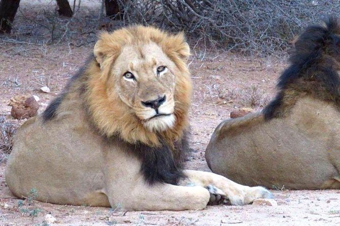 Tanzania safari with guide in Italian, the great Migration of the Serengeti - What the $4,100 price covers