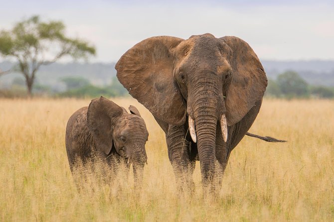 Tanzania Simba Safari - 5 Days - What the $2,897 price really covers