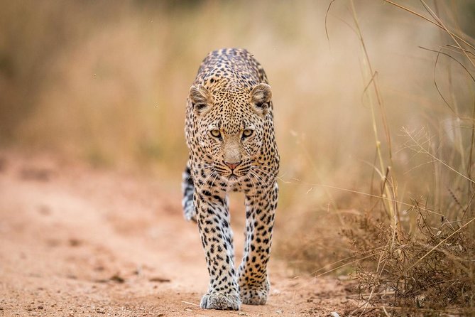 Tanzania Simba Safari - 5 Days - Day 3: A full day among Serengeti wildlife