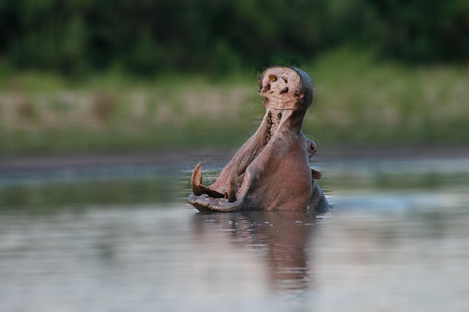 Tanzania Simba Safari - 5 Days - Meals, lodging, and what to pack