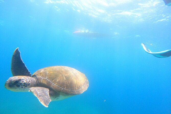 Tenerife: Kayak and snorkel with marine life safari - Guides make the biggest difference