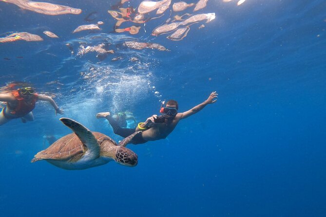 Tenerife: Kayak and snorkel with marine life safari - What is included, and what you should bring
