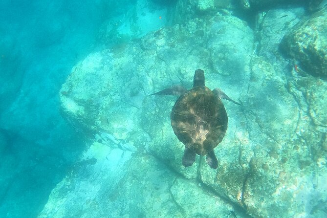 Tenerife: Kayak and snorkel with marine life safari - The snorkeling stop near the cave