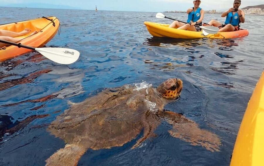 Tenerife: Kayak Safari and Snorkel in a Marine Reserve - From Los Cristianos beach toward Guaza