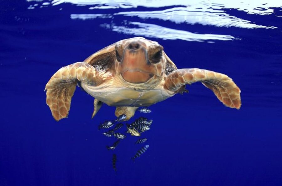 Tenerife: Kayak Safari and Snorkel in a Marine Reserve - How hard is the paddling?
