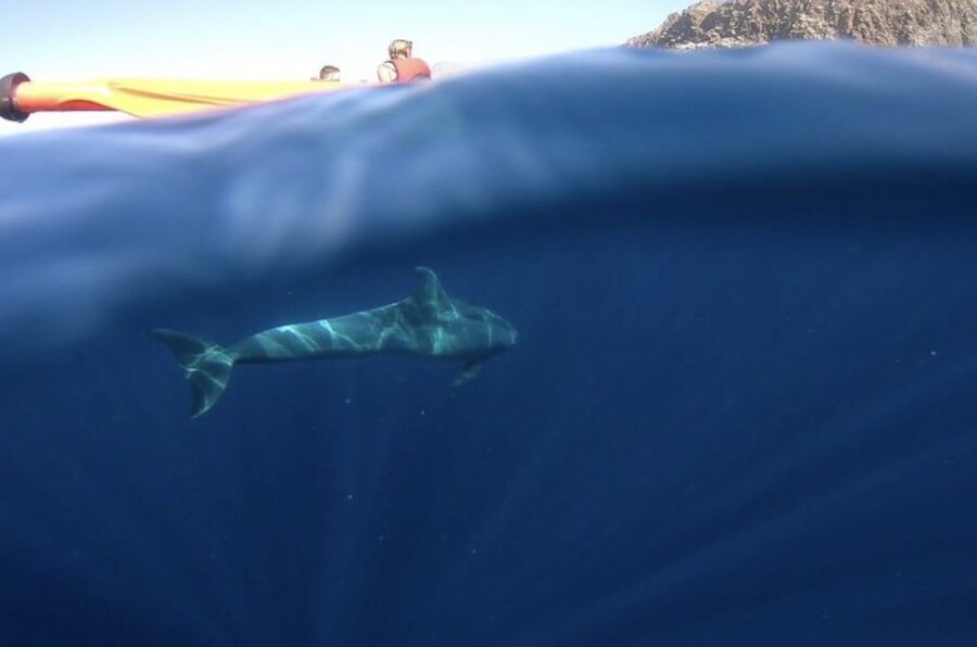 Tenerife: Kayak Safari and Snorkel in a Marine Reserve - What is included for $29?