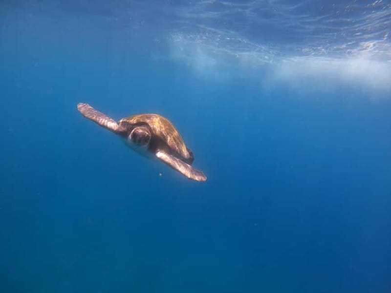 Tenerife: Kayak Sea Safari with Snorkel and Snacks - Key points at a glance