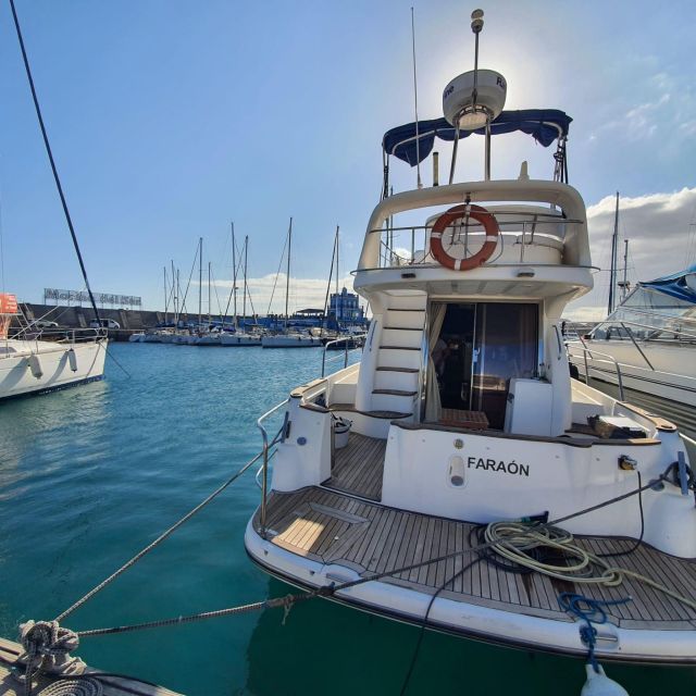 Tenerife south: safari with luxury boat , animals encounters - Setting out from Las Galletas