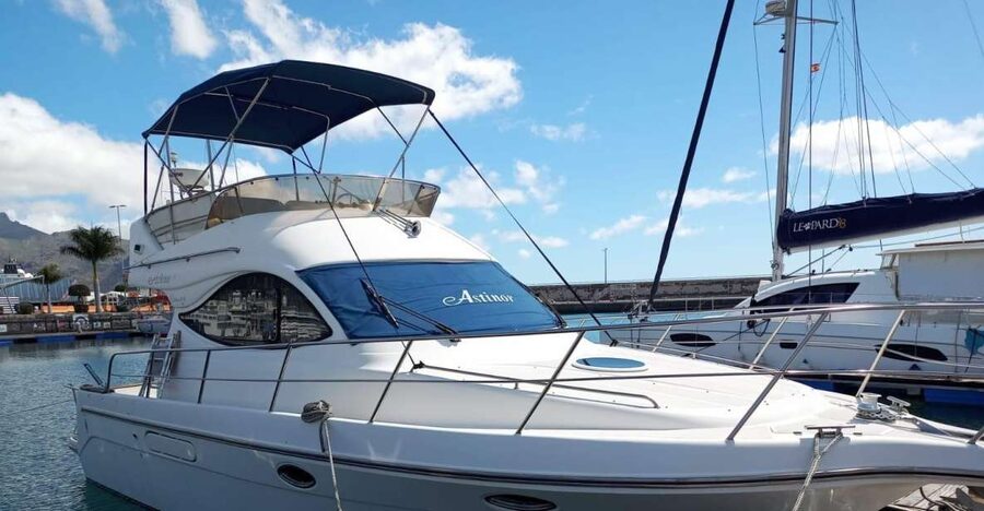 Tenerife south: safari with luxury boat , animals encounters - Watching for whales and dolphins