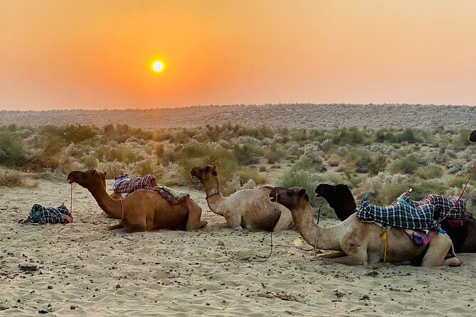 Thar Desert Camel Tour, Guide with over 25 years of experience! - Leaving Jaisalmer for the Thar Desert
