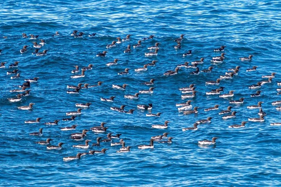The Bird Safari Tour - Gjesværstappan and its crowded bird cliffs
