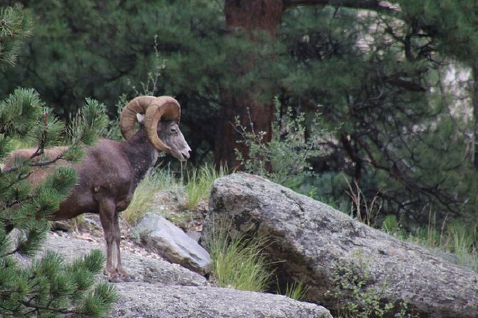 The Rocky Mountain National Park Safari Tour - Why this three-hour Jeep tour works well