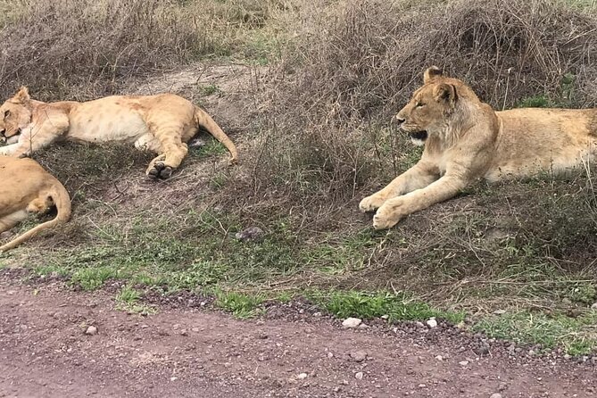 Top Best 5 Days Tanzania Luxury Safari to Serengeti - Four parks, one fast-moving safari route
