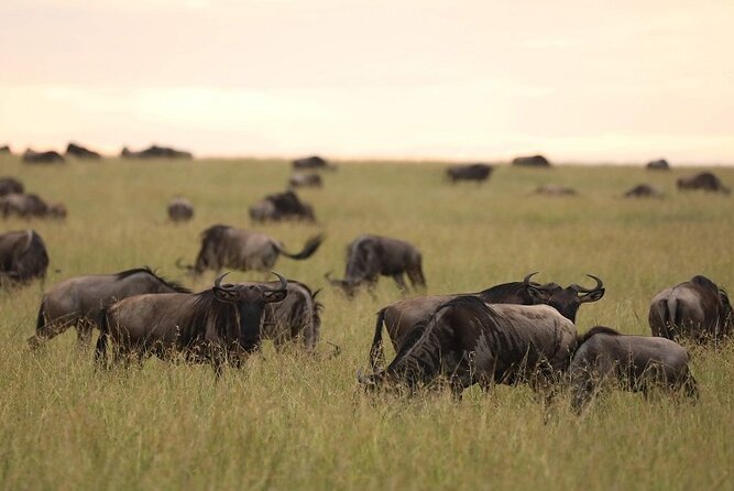 Top Best 5 Days Tanzania Luxury Safari to Serengeti - Day 3: A full Serengeti day for predators and open plains