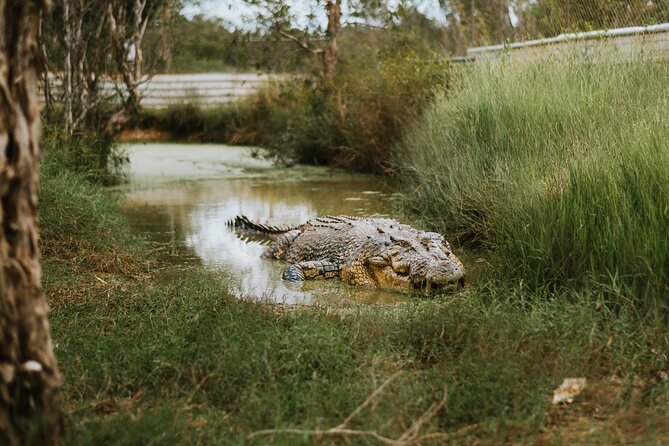 Top End Safari Camp Day Tour - What the $426.76 price really buys