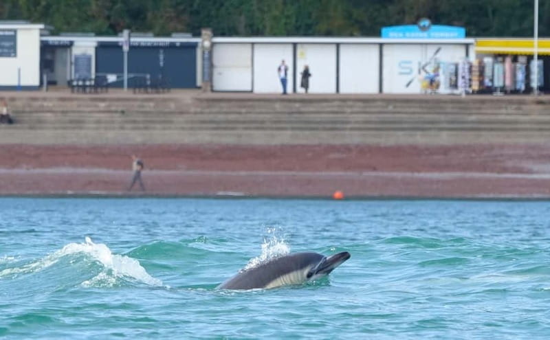 Torquay: Guided Wildlife, Bushcraft, Sea Cave Kayak Safari - Who will enjoy this trip most