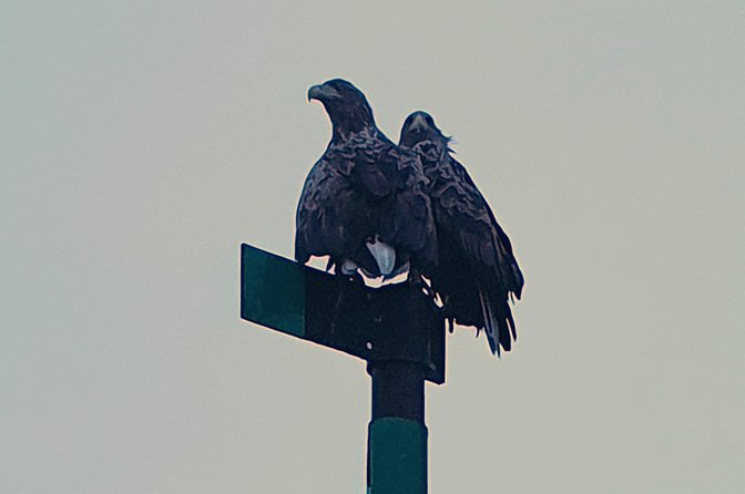 Trollfjord and Sea Eagle Safari Tour from Svolvaer - Who will enjoy this sea safari most