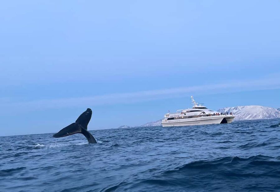 Tromsø Whale Safari with MS Gabriele - Watching orcas and humpback whales in the herring grounds