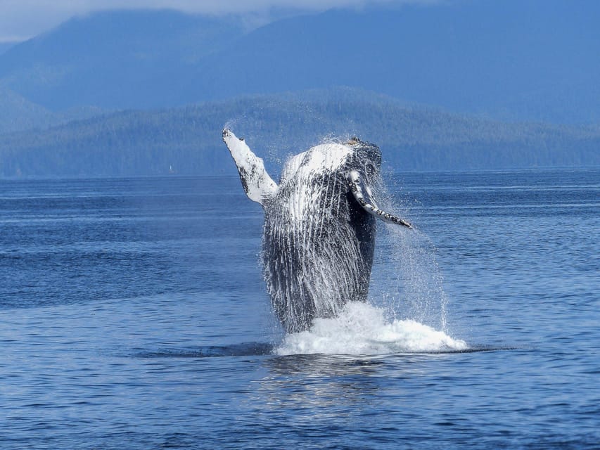 Tromsø Whale Safari with MS Gabriele - Sea conditions are the main practical drawback