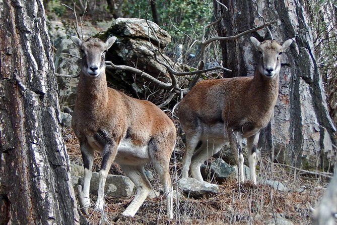 Troodos Jeep Safari from Protaras,Ayia napa & Larnaca - Is $96.55 good value?