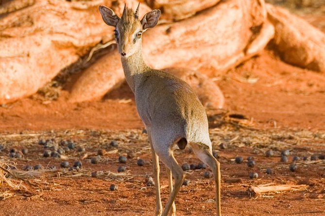 Tsavo East 1 Day Safari, Beach To Beach In 4wd Jeep - The second game drive and return journey