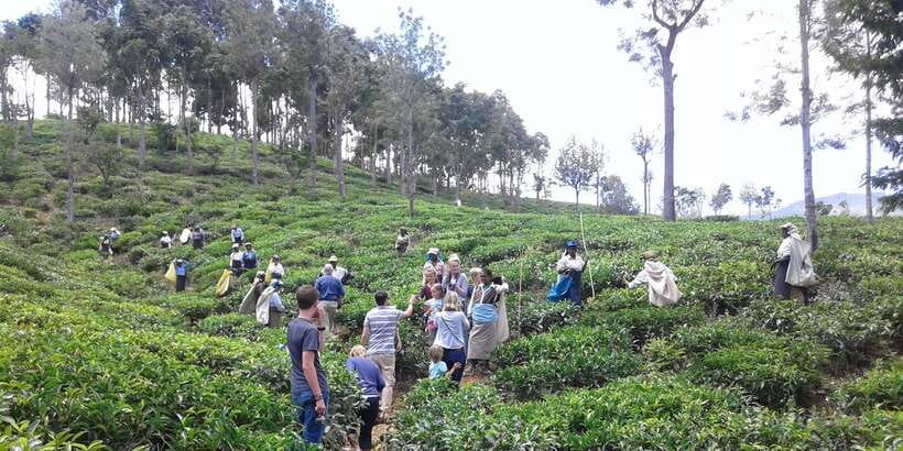 Tuk-Tuk Safari Liptons seat,Tea Fields Hike,TeaFactory Tour - Who should book this tour