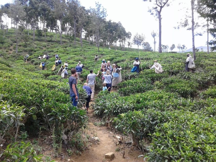 Tuk-Tuk Safari Liptons seat,Tea Fields Hike,TeaFactory Tour - How the day handles rain and cloud