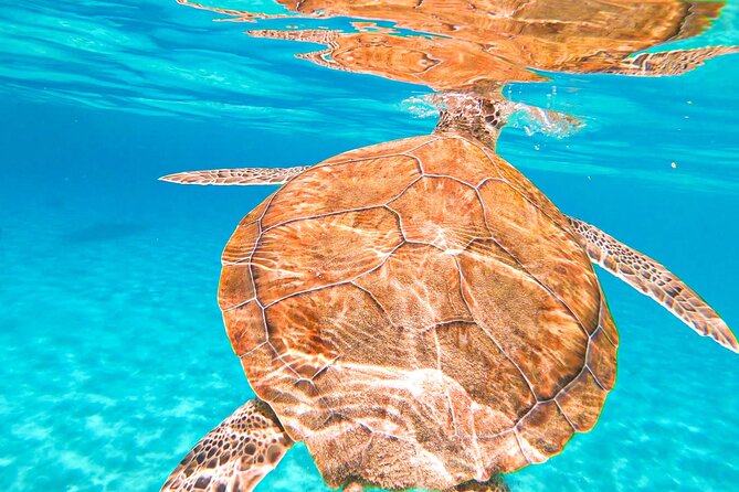 Turtle Swim at TurtleBay visit Flamingos & KnipBeach Safari Truck - The safari ride is part of the appeal, with a catch