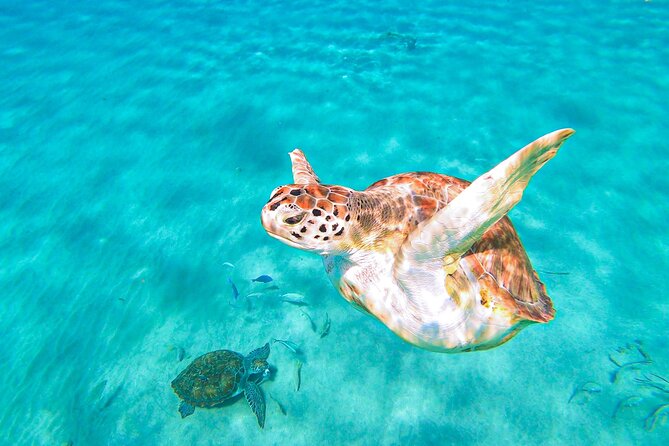 Turtle Swim at TurtleBay visit Flamingos & KnipBeach Safari Truck - Guide service can shape the entire day