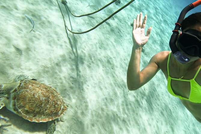 Turtle Swim at TurtleBay visit Flamingos & KnipBeach Safari Truck - Pickup deserves extra care