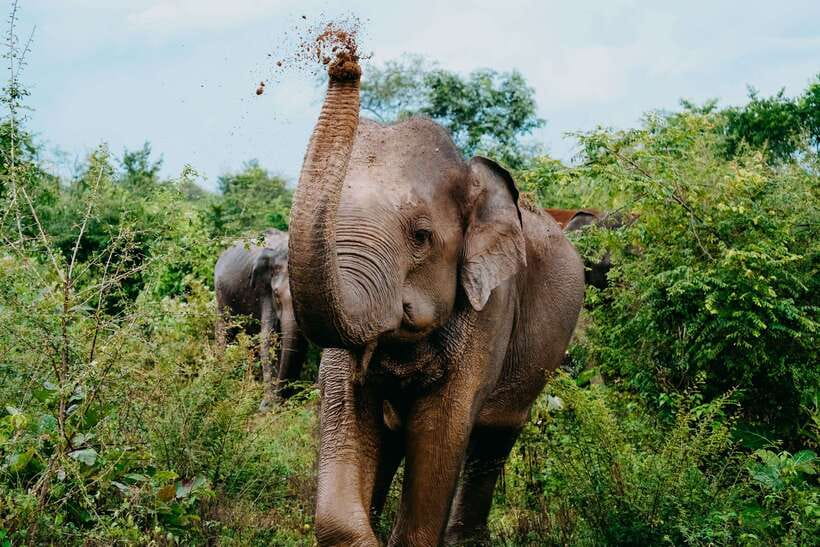 Udawalawe National Park: Elephant Safari with Expert Guide - Why Udawalawe is Sri Lanka’s elephant park