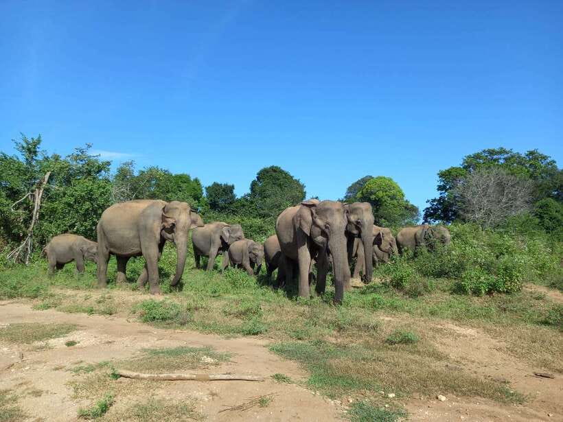 Udawalawe National Park: Elephant Safari with Expert Guide - What the four-hour safari feels like
