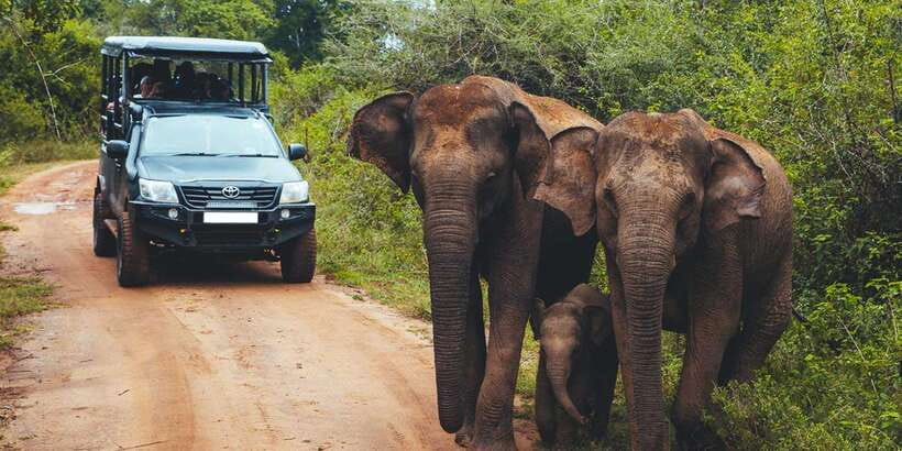Udawalawe: National Park Safari & Elephant Transit Home Tour - The Elephant Transit Home feeding stop