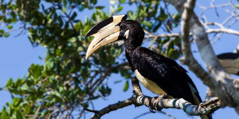 Udawalawe: National Park Safari & Elephant Transit Home Tour - What the $21 price really buys you