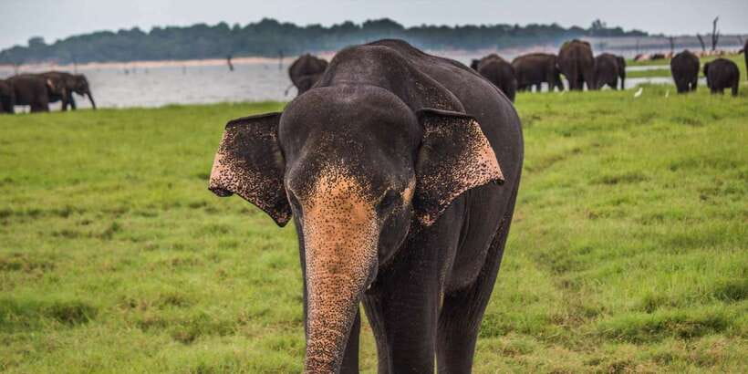 Udawalawe: National park safari & Elephant Transit Home Tour - What the private jeep changes