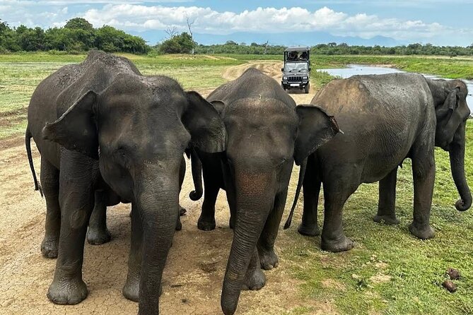 Udawalawe Safari Adventure - Key points to know before you book