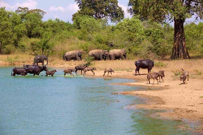 Udawalawe Safari Adventure - Why Udawalawe works so well for a first safari