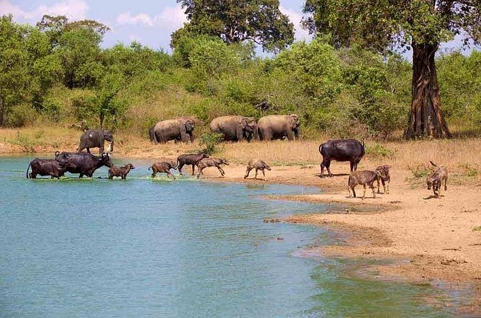 Udawalawe Safari Adventure - Lahiru Prasad and the value of a good guide