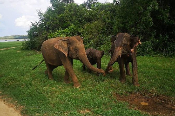 Udawalawe Safari Adventure - Pickup, group size, and practical comfort