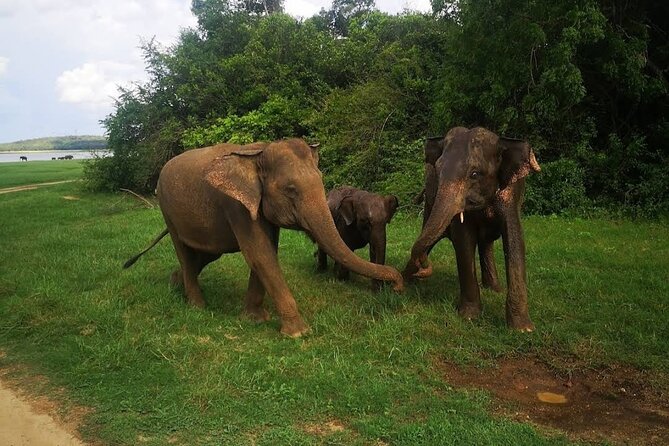 Udawalawe Safari Adventure - Timing, weather, and what to expect