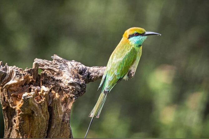 Udawalawe Safari Adventure - The three-hour jeep ride through the park