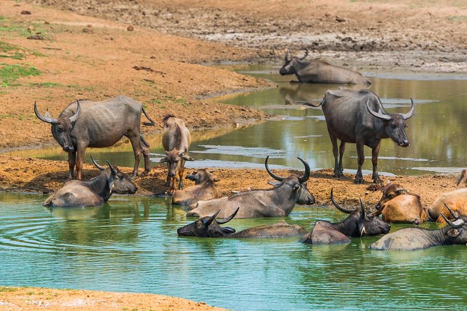 Udawalawe Safari DayTrip frm Bentota/Kalutara/Ahungalla/Hikkaduwa - The Elephant Transit Home adds a different kind of encounter