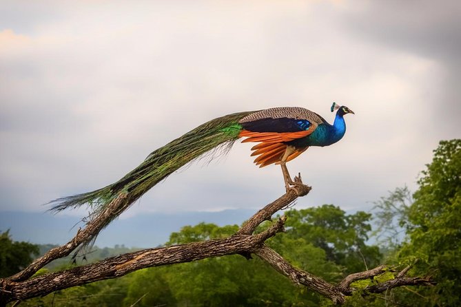 Udawalawe Safari DayTrip frm Bentota/Kalutara/Ahungalla/Hikkaduwa - Who should book this private safari