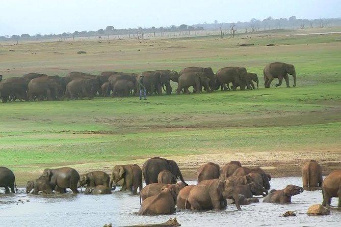Udawalawe Safari DayTrip frm Bentota/Kalutara/Ahungalla/Hikkaduwa - Practical details that matter